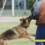 Who Can Be Held Liable for Police Dog Attacks?